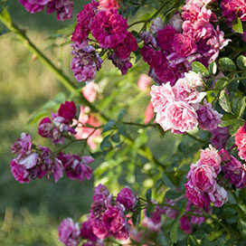 Beautiful Roses in Elizabeth Park Conservancy