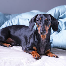 cute little dachshund dog, black and tan, lying on bed